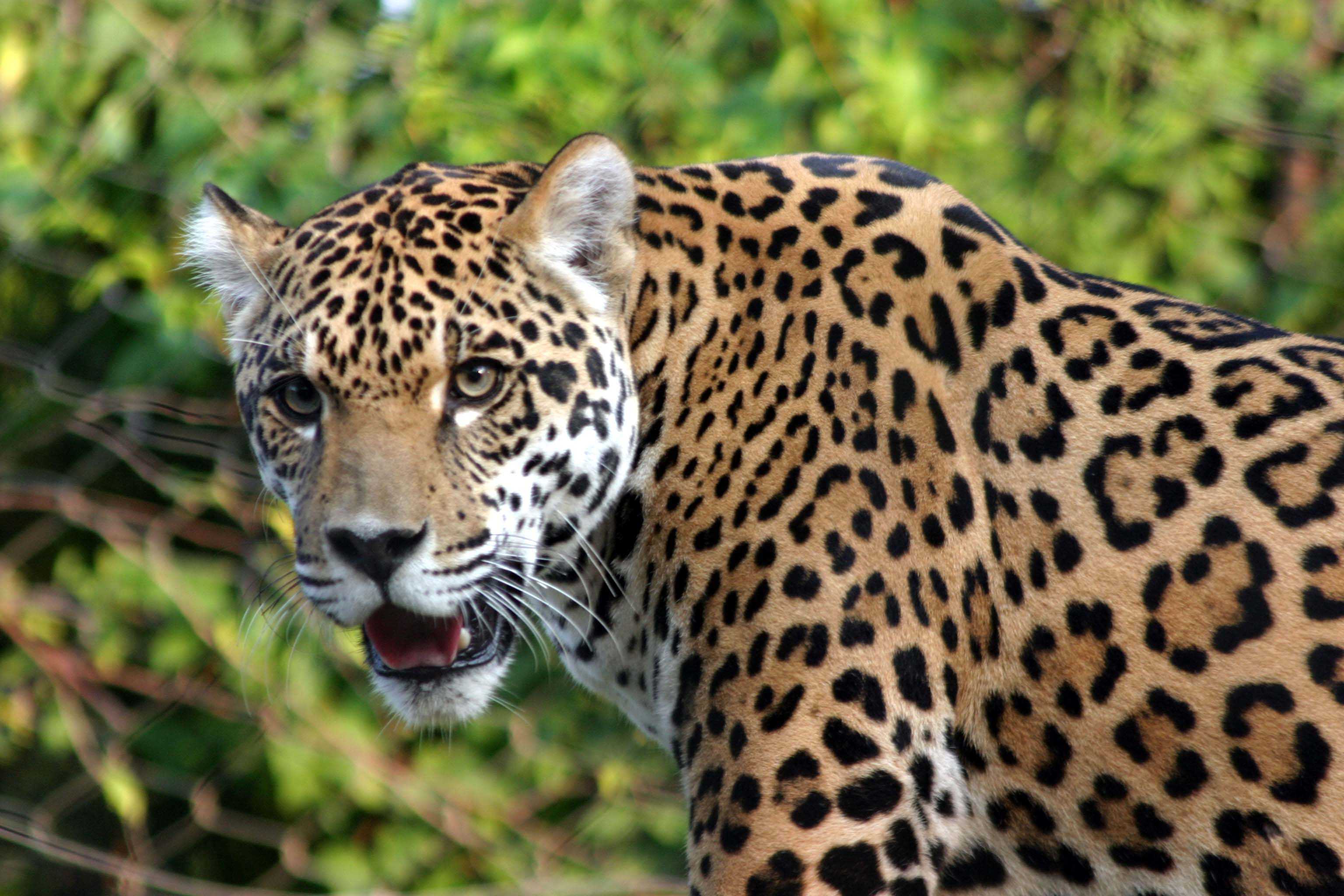 Jaguar roaming