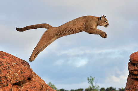 Jumping Cougar