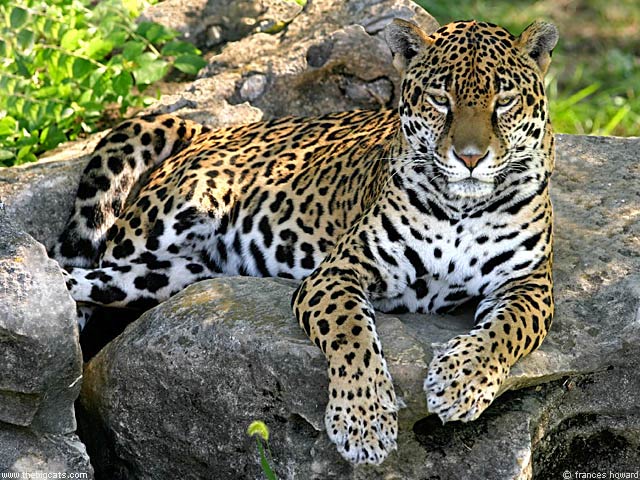 jaguar animal pictures. Jaguars.