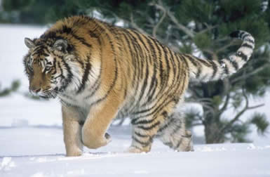 Tiger in snow