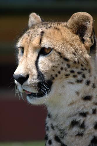 Cheetah's Diet picture 1