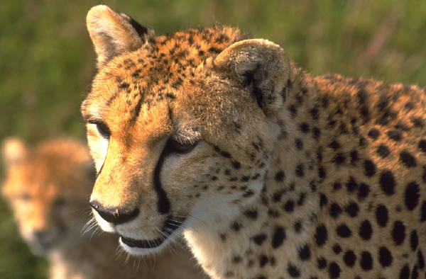 Cheetah's Diet picture 3