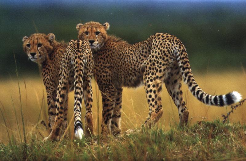 Cheetah's Diet picture 2