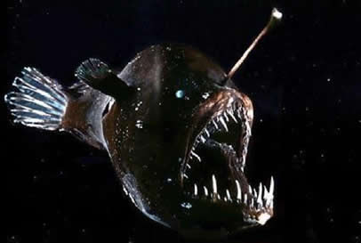 Angler Fish Picture 1