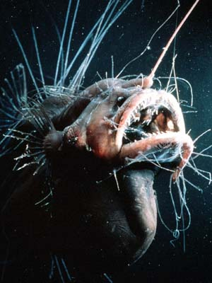Angler Fish Picture 2