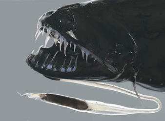 Dragonfish Picture1