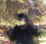 Bigfoot Picture 3