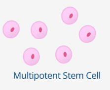 Multipotent Stem Cells