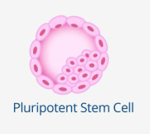 Pluripotent Stem Cells