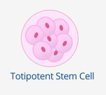 Totipotent Stem Cells