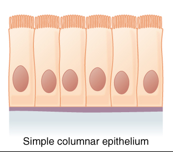 Simple Columnar