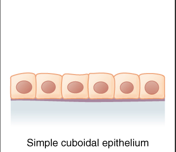 Simple Cuboidal