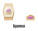 Squamous