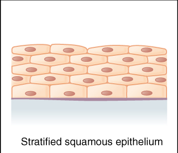 Stratified Squamous