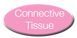 Connective Tissue Button