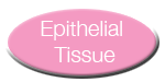 Epithelial Tissue Button