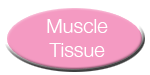 Muscle and Nervous Tissue Button