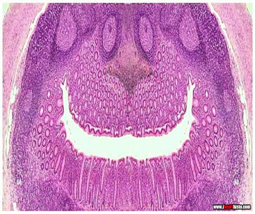 Histology