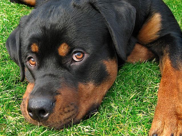 Rottweiler picture