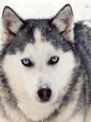 Siberian Husky picture