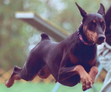 vicious doberman pinscher